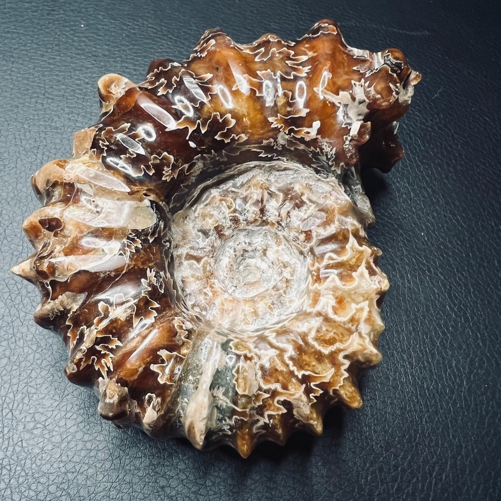Large Polished Ammonite Fossil Shell Specimen Display 372 Gram Natural Fossil
